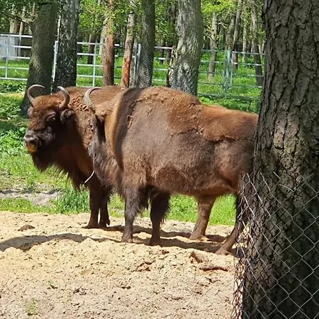 Lesne Historie Lägenhet Goluchow