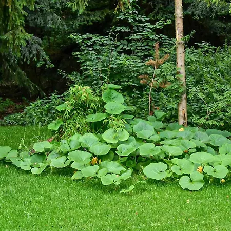 Lesne Historie Gołuchów