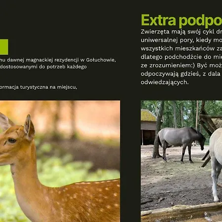 Lesne Historie Goluchow