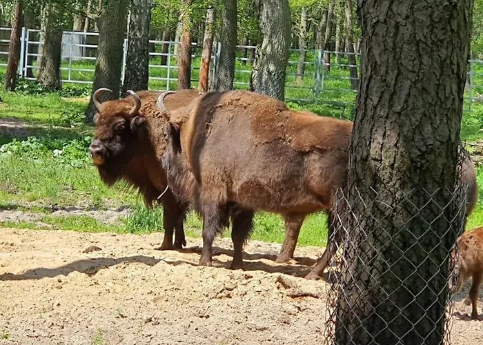 Lesne Historie Апартаменты Goluchow