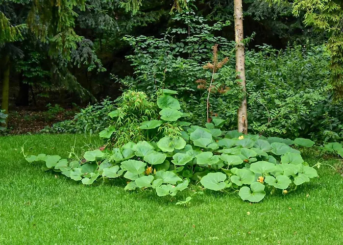 Lesne Historie Gołuchów