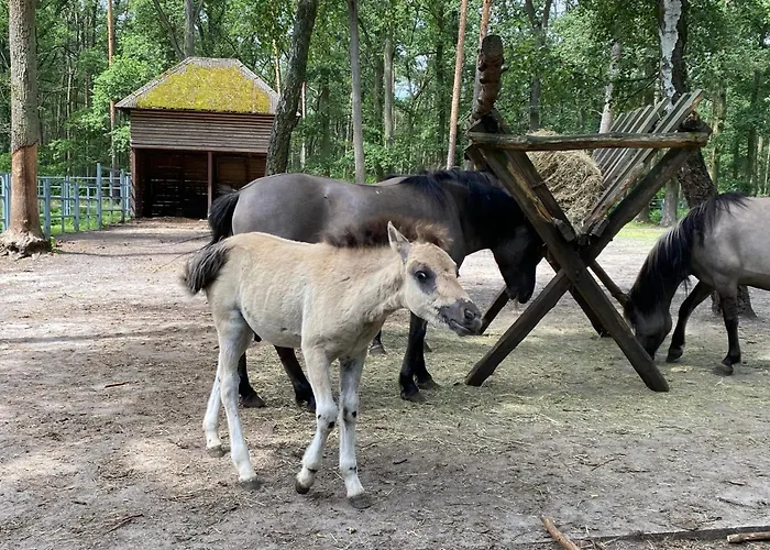 Apartman Lesne Historie Gołuchów
