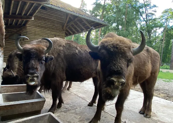 Lesne Historie * Gołuchów