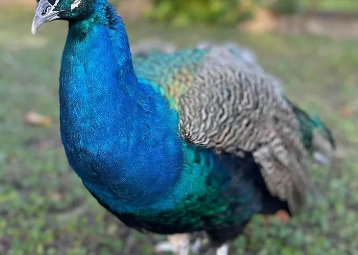 Lesne Historie Апартаменты *