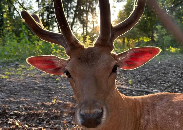 Апартаменты Lesne Historie Goluchow